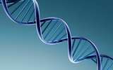 Ученые: Большинство людей выбирают пару со схожей ДНК