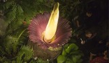 На Алтае зацвел «самый большой цветок в мире» аморфофаллус коньяк
