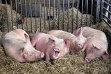 Россия ограничит ввоз свинины из Молдавии