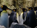 В Дании пингвины пытались сбежать из зоопарка (ВИДЕО)