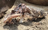 В Сибири археологи нашли 2000-летнюю мумию