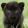 В Томском зоопарке у пятнистых леопардов родилась черная пантера