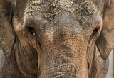 Когда Слон был Элефантом, его рот размером был равен носу (ФОТО)