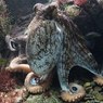 В Новой Зеландии осьминог совершил побег из океанариума в океан