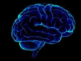 Ученые: Злые и добрые люди отличаются размером мозга
