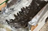 Секретное оружие из зуба тираннозавра (ФОТО)