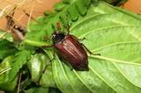 Учёные призывают поедать жуков для спасения Земли