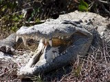 Три брата-импотента погибли при попытке изнасиловать крокодила