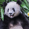 Большим пандам уже не угрожает вымирание