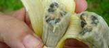 Плесневые грибки могут оставить людей без бананов