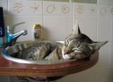 Чеченец, моющий кота, стал звездой соцсетей (ВИДЕО)