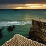 Полугрибы-полурыбы плавают в Тасмановом море (ФОТО)