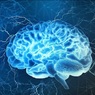 Исследователи выявили связь между размером мозга и интеллектом
