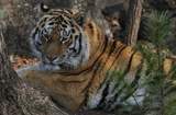 Зоозащитник заявил, что дружба тигра и козла - постановка