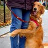 Любящая обниматься собака стала звездой Интернета