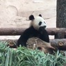 Си Цзиньпин и Путин посмотрели на панд в столичном зоопарке