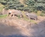 Слоны погибли в водопаде, пытаясь спасти друг друга