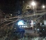 Ночной ураган в столице повалил три десятка деревьев и фонарный столб
