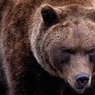 В Красноярском крае медведь убил жителя, а в Хакасии город оказался в "медвежьей осаде"