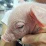 Медики хотят вырастить в организме свиньи поджелудочную человека