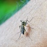 Учёные узнали, как отучить комаров кусаться