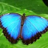 Британца осудили за убийство бабочек