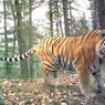 Во Владивостоке поймали тигра, два дня гулявшего по городу