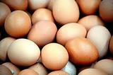Эксперты рассказали, как цвет скорлупы влияет на качество яиц