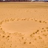 Ученые разгадали тайну «кругов фей» в пустыне Намиб
