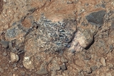 Не счесть алмазов в марсианских пещерах... (ФОТО)