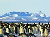 В Антарктиде создадут крупную природоохранную зону