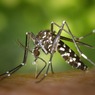 Власти Таиланда объявили эпидемию лихорадки денге