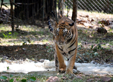 После месяца путешествий по Китаю тигр Устин вернулся на родину