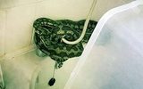 В московскую квартиру вползла змея