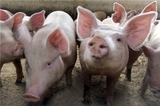 Ученые утверждают, что свиньи умнее собак и обезьян