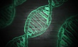 Исследователи открыли гены, которые могут быть ключом к разгадке эволюции человека