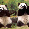 Кунг-фу панды устроили групповое побоище в зоопарке (ВИДЕО)