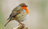 Ученые выяснили, как птицы могут видеть магнитное поле Земли