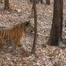 В сафари-парке развеяли слухи об  интимной близости между тигром и козлом