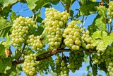 Учёные нашли в винограде средство от депрессии