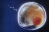 Ученые создали сперматозоиды и яйцеклетки из клеток кожи