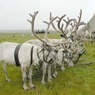 Минобороны взялось за борьбу с сибирской язвой на Ямале