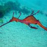 Специалистам впервые удалось снять редкого рубинового морского дракона (ВИДЕО)
