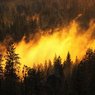 Лесные пожары в Португалии унесли десятки жизней