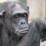 В зоопарке Иркутска шимпанзе "усыновила" котёнка