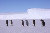 Пингвин-киборг выведает все тайны Антарктики (ФОТО)
