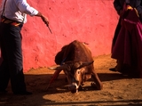 Во время забега быков в Памплоне ранены два человека