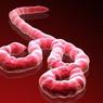 В Северной Корее введен карантин из-за Эболы