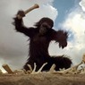 Британские ученые: Чревоугодие превратило обезьяну в человека