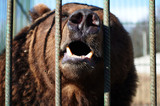 Медведь, живущий при томской шашлычной, откусил пьяной посетительнице руку